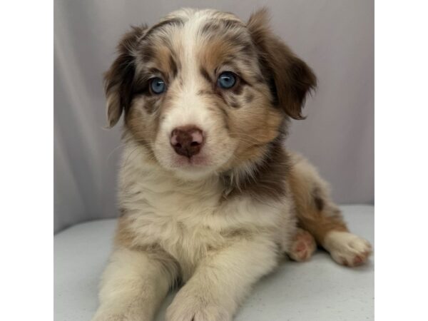 Australian Shepherd – 5212