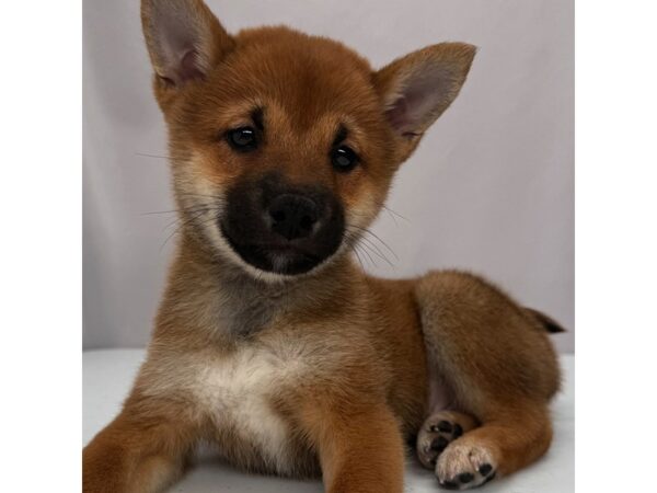 Shiba Inu – 5204