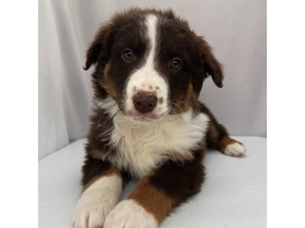 Australian Shepherd – 5196