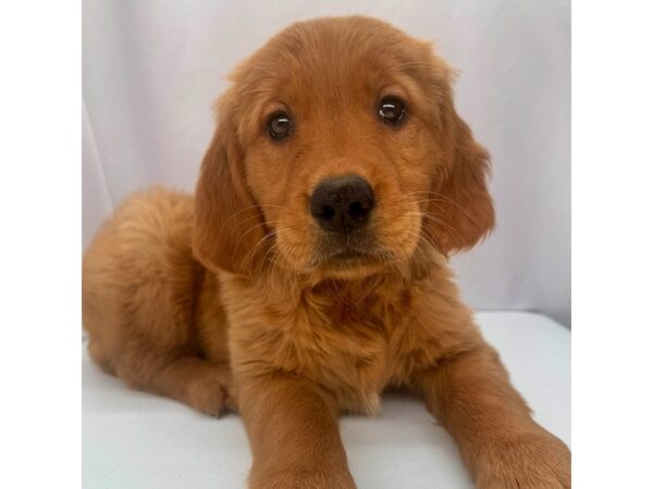 Golden Retriever – 5228