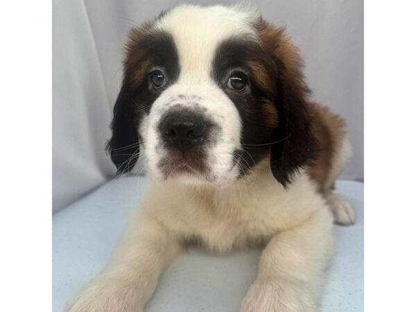 Saint Bernard – 5226