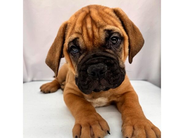 Bullmastiff – 5219