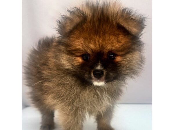 Pomeranian – 5220