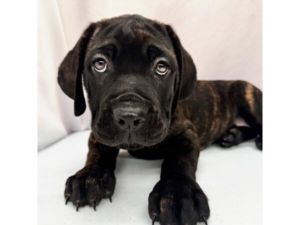 Cane Corso – 5215