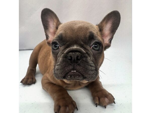 French Bulldog – 5224