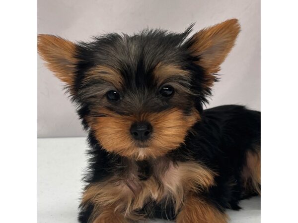 Yorkshire Terrier – 5234