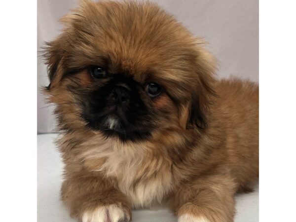 Pekingese – 5236
