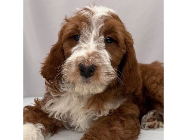 Goldendoodle Mini 2nd Gen – 5241