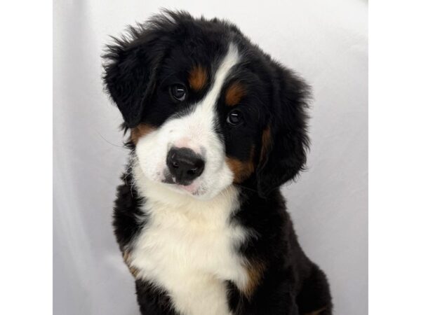 Bernese Mountain Dog – 5240