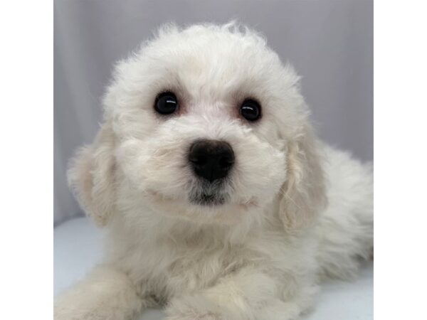 Bichon Frise – 5238
