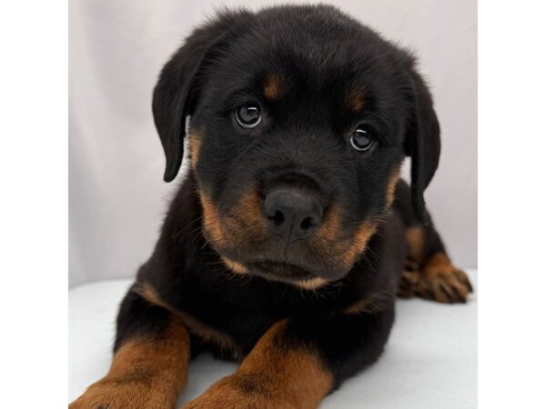 Rottweiler – 5237