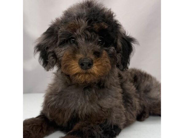 Poodle Mini – 5327