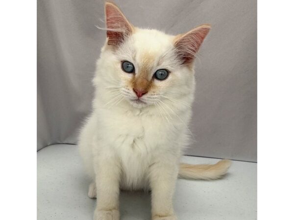 Ragdoll Cat – 5317