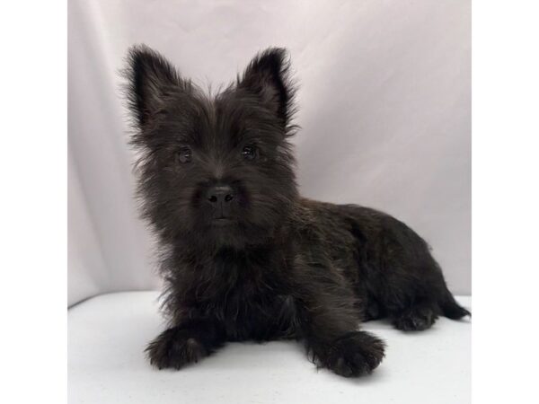 Cairn Terrier – 5351