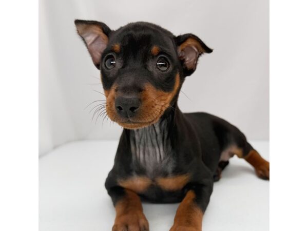 Miniature Pinscher – 5346