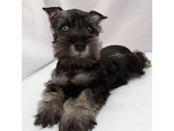Miniature Schnauzer – 5341