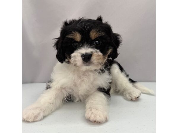 Cavachon – 5342