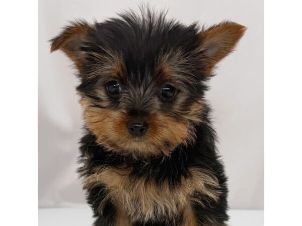 Yorkshire Terrier – 5336