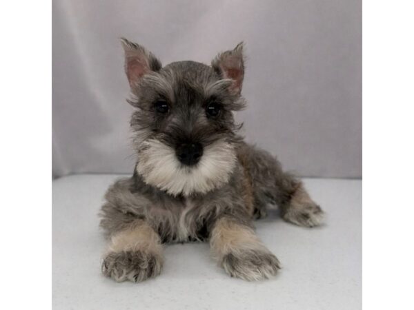 Miniature Schnauzer – 5333