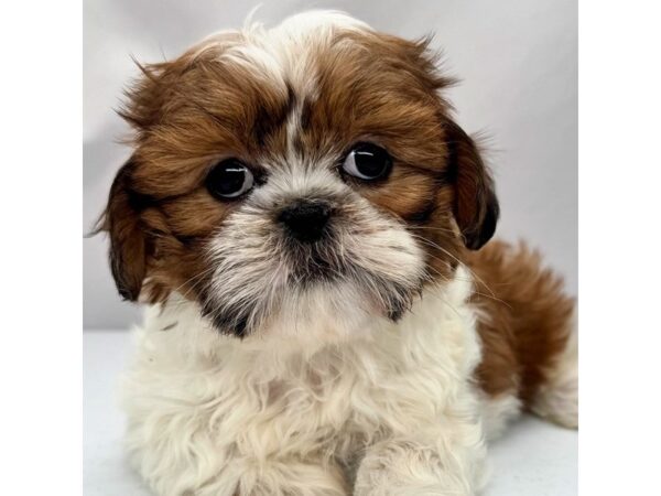 Shih Tzu – 5359