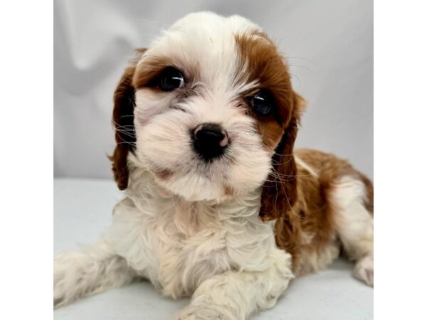 Cavapoo – 5357