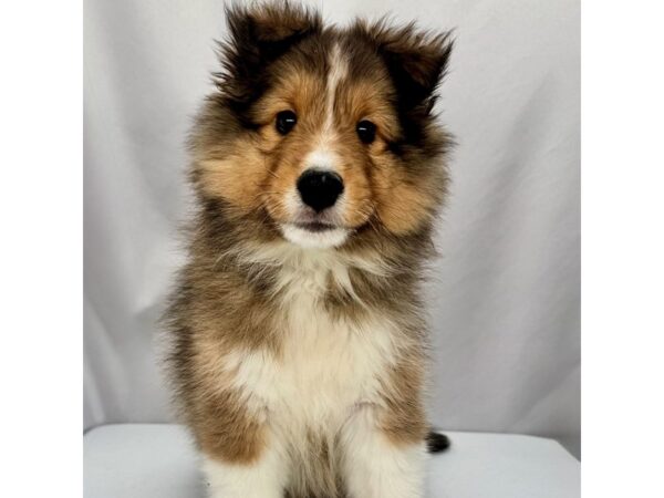 Shetland Sheepdog – 5354