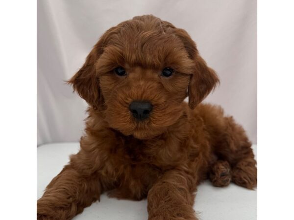 Goldendoodle Mini 2nd Gen – 5362