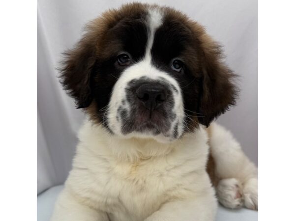 Saint Bernard – 5360