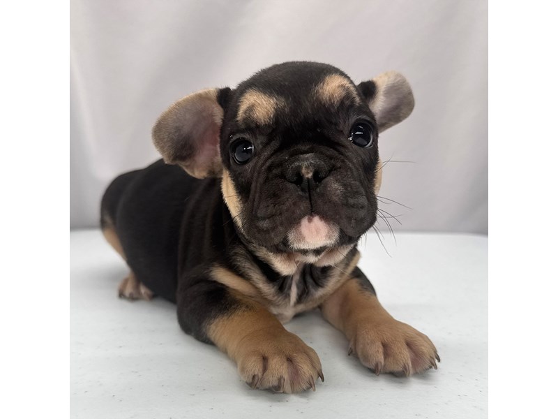 French Bulldog in Amelia, OH