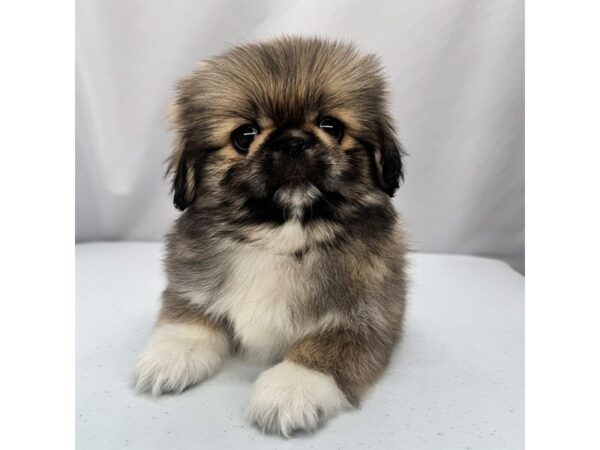 Pekingese – 5366