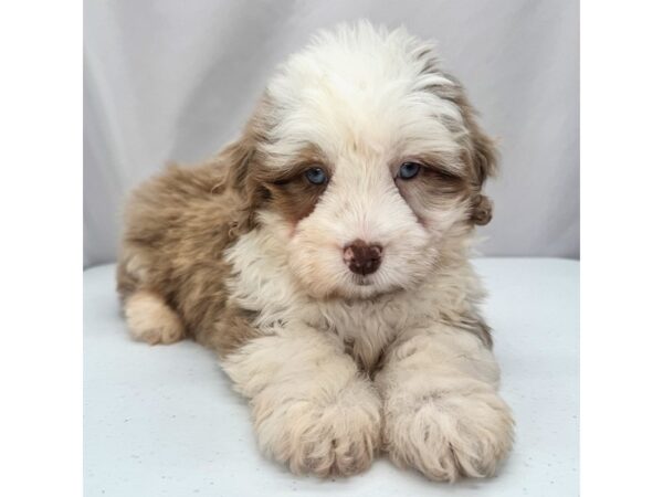 Aussiedoodle Mini – 5365