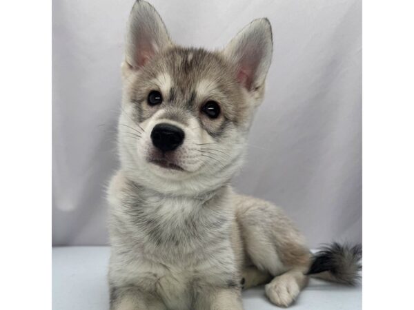 Alaskan Klee Kai – 5364
