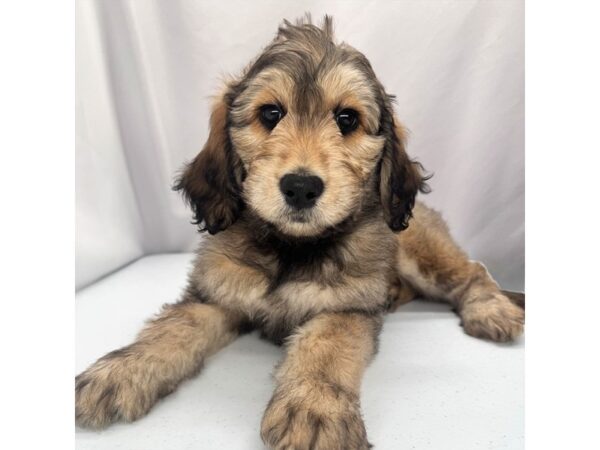 Goldendoodle – 5363