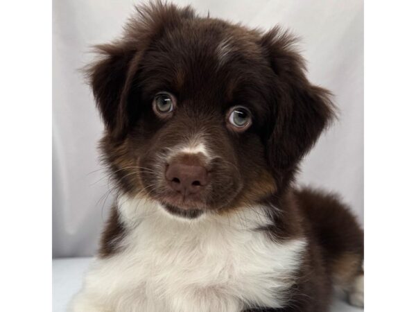 Miniature Australian Shepherd – 5373