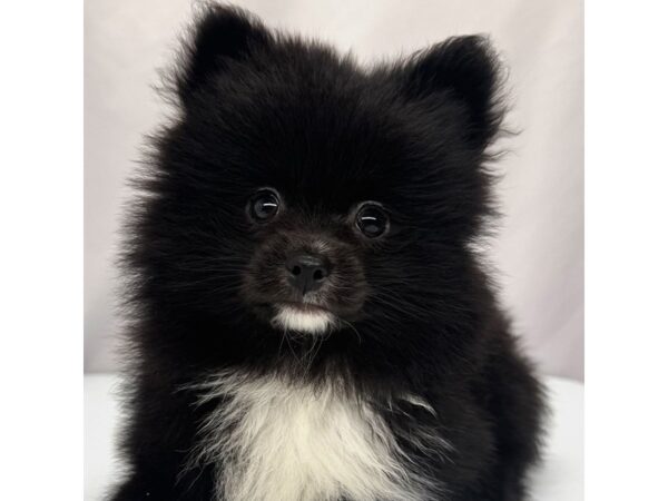 Pomeranian – 5382