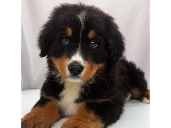 Bernese Mountain Dog – 5380