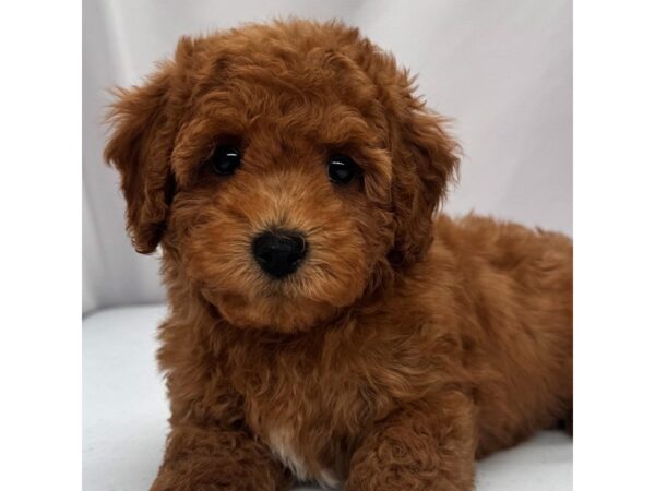 Poodle Mini – 5379