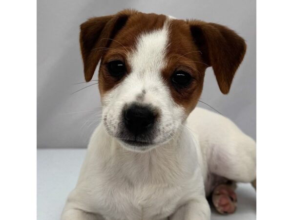 Jack Russell Terrier – 5377