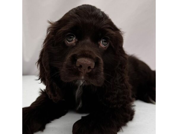 Cocker Spaniel – 5376