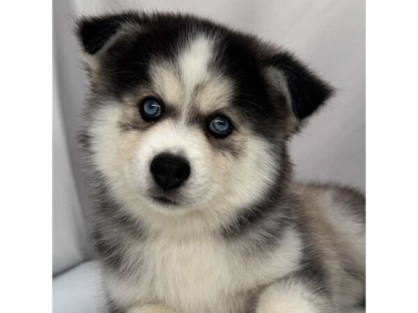 Pomsky – 5375