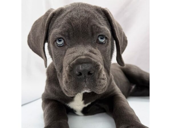 Cane Corso – 5383