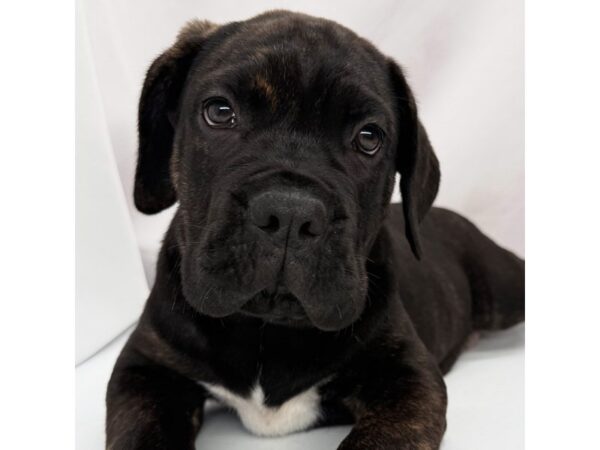 Cane Corso – 5381