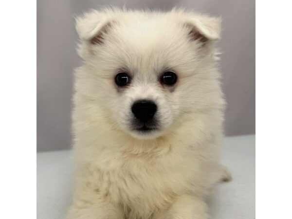 American Eskimo Dog – 5385