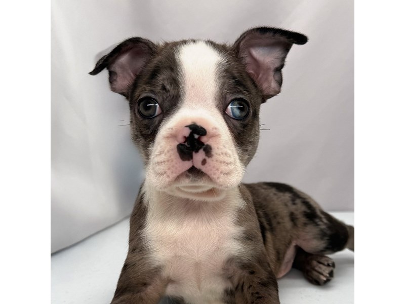 Boston Terrier in Amelia, OH