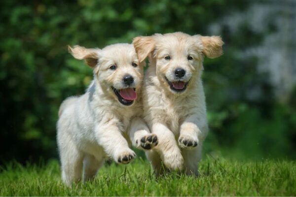 Which Summer Vacation Would Your Puppy Choose?