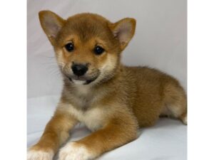 Shiba Inu puppy available now
