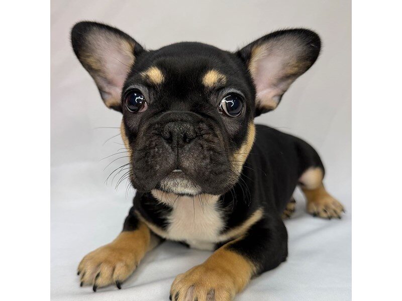 French Bulldog in Loveland, OH