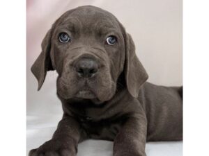 Cane Corso puppy available now