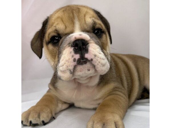 English Bulldog – 5817