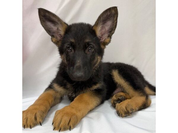 German Shepherd Dog – 5816